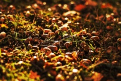 Autum-0H5A3137